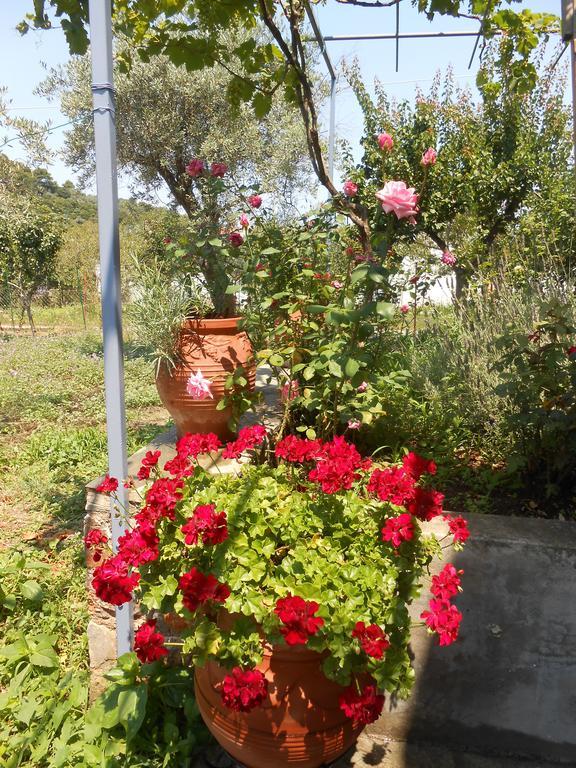 Hotel Dafnes à Skopelos Extérieur photo
